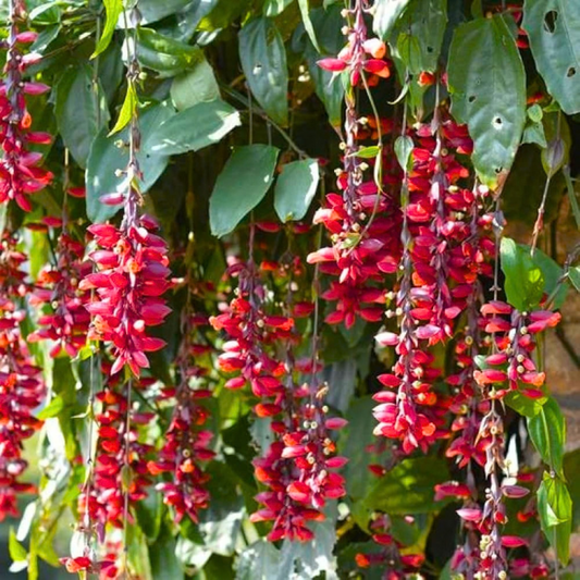 Scarlet Clock Vine (Thunbergia coccinea) Flowering Live Plant