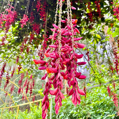 Scarlet Clock Vine (Thunbergia coccinea) Flowering Live Plant