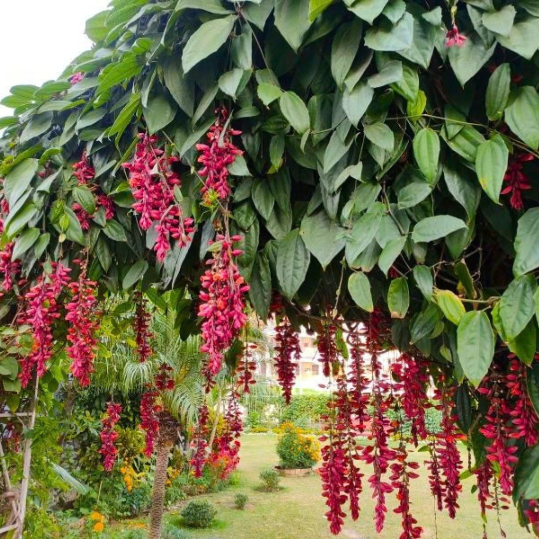 Scarlet Clock Vine (Thunbergia coccinea) Flowering Live Plant