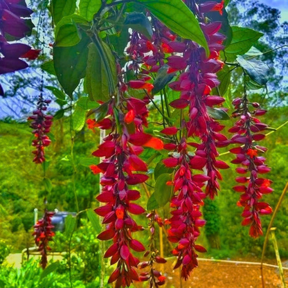 Scarlet Clock Vine (Thunbergia coccinea) Flowering Live Plant