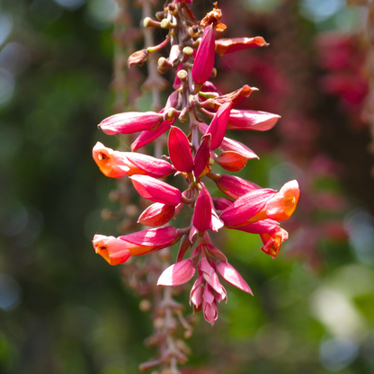 Scarlet Clock Vine (Thunbergia coccinea) Flowering Live Plant