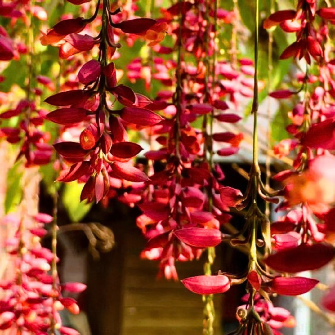Scarlet Clock Vine (Thunbergia coccinea) Flowering Live Plant