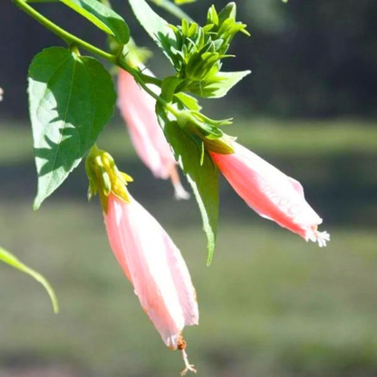 Sleeping Hibiscus Baby Pink Flowering Live Plant