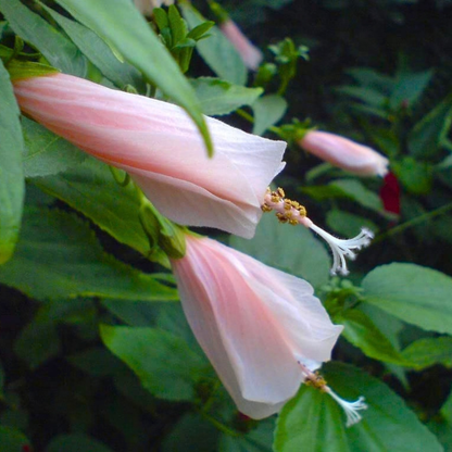 Sleeping Hibiscus Baby Pink Flowering Live Plant