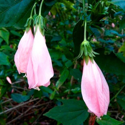 Sleeping Hibiscus Baby Pink Flowering Live Plant