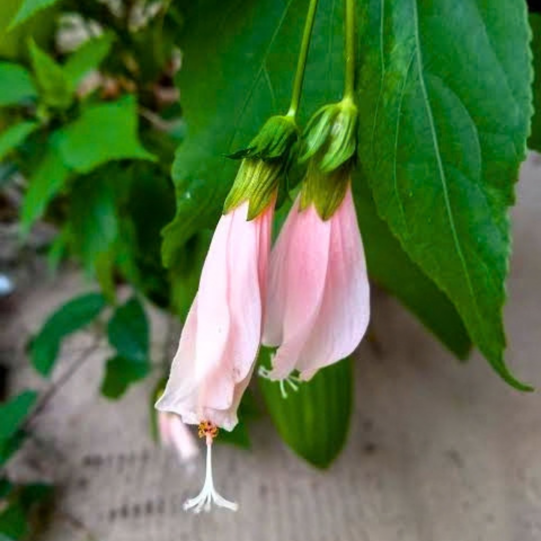 Sleeping Hibiscus Baby Pink Flowering Live Plant