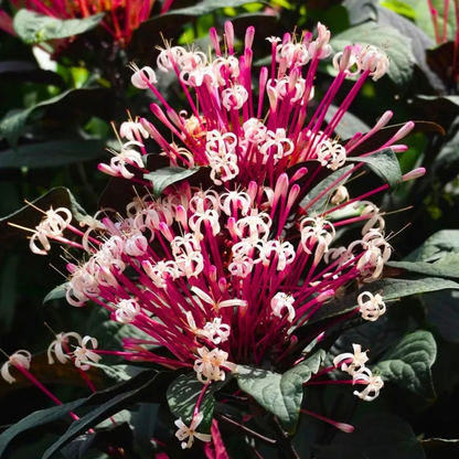Starburst Bush / Shooting Star (Clerodendrum quadriloculare) Live Flowering Plant