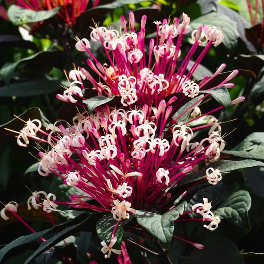 Starburst Bush / Shooting Star (Clerodendrum quadriloculare) Live Flowering Plant