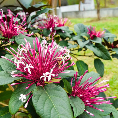 Starburst Bush / Shooting Star (Clerodendrum quadriloculare) Live Flowering Plant