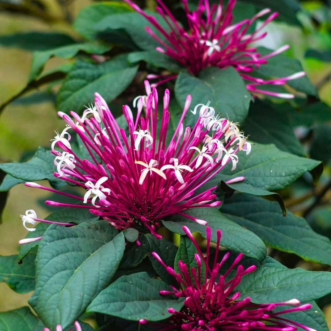 Starburst Bush / Shooting Star (Clerodendrum quadriloculare) Live Flowering Plant