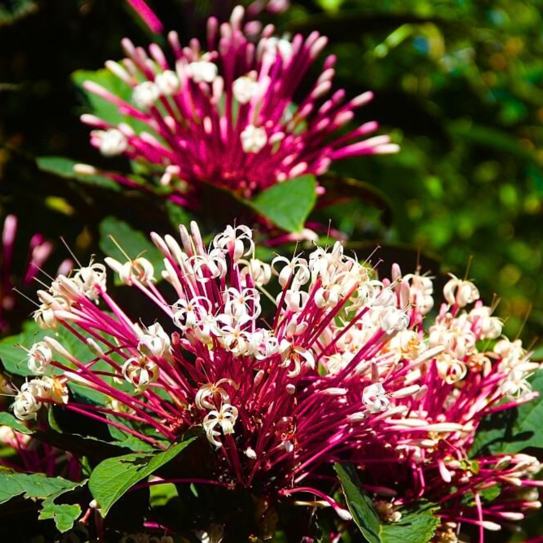 Starburst Bush / Shooting Star (Clerodendrum quadriloculare) Live Flowering Plant