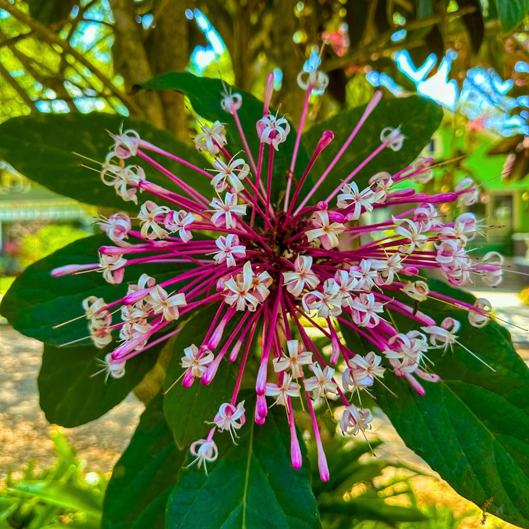 Starburst Bush / Shooting Star (Clerodendrum quadriloculare) Live Flowering Plant