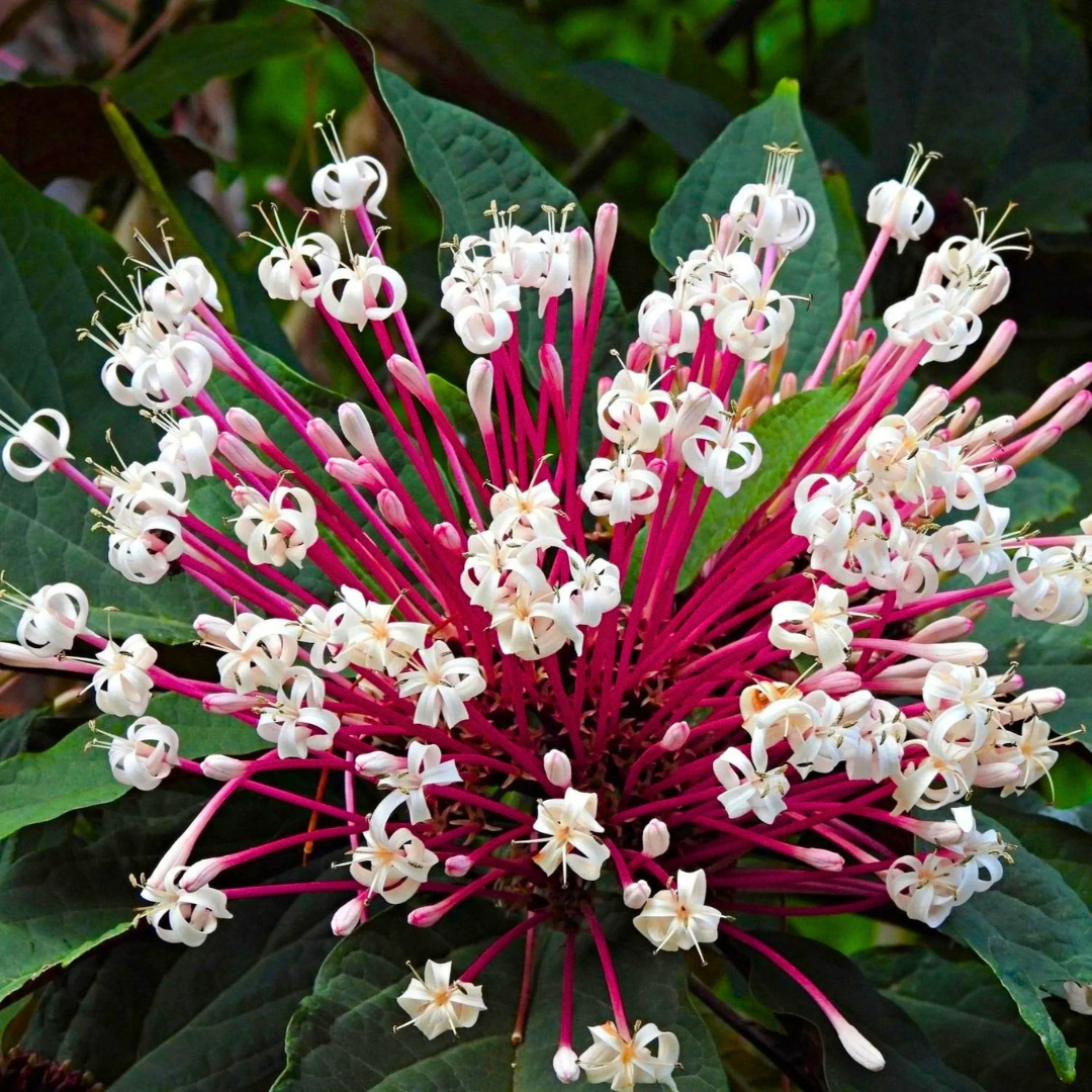 Starburst Bush / Shooting Star (Clerodendrum quadriloculare) Live Flowering Plant