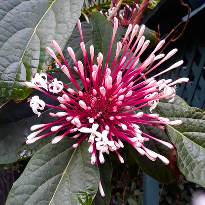 Starburst Bush / Shooting Star (Clerodendrum quadriloculare) Live Flowering Plant