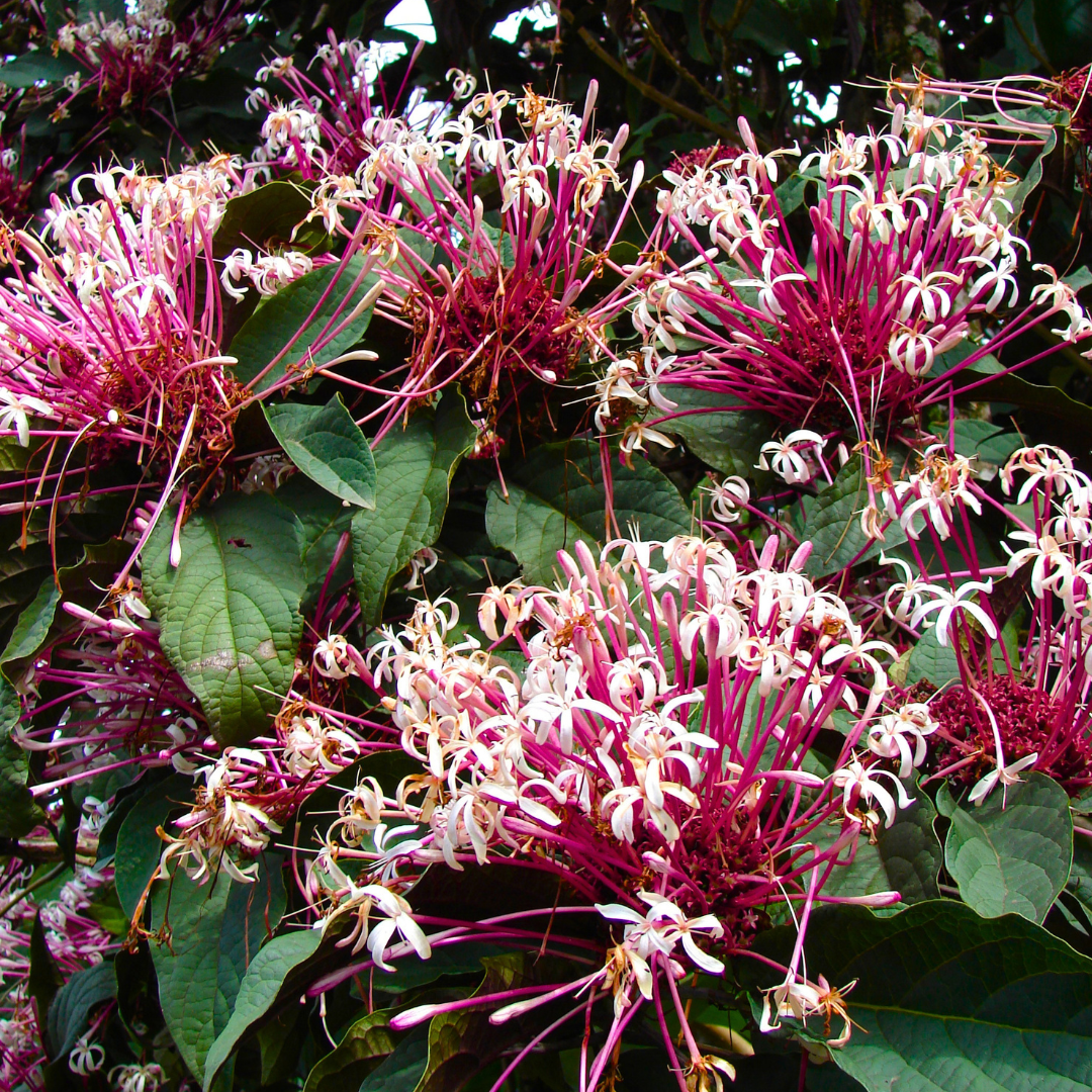 Starburst Bush / Shooting Star (Clerodendrum quadriloculare) Live Flowering Plant