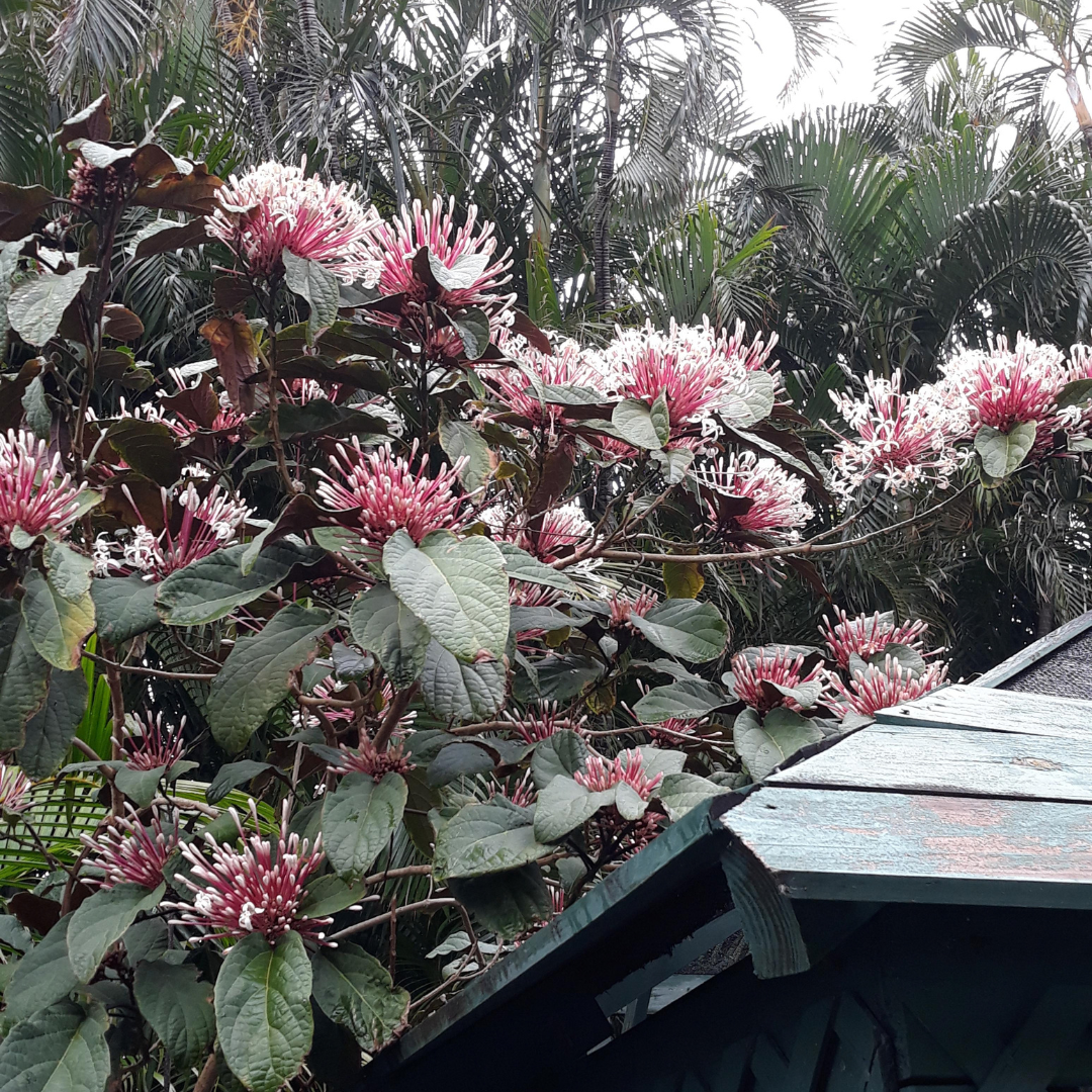 Starburst Bush / Shooting Star (Clerodendrum quadriloculare) Live Flowering Plant