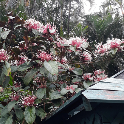 Starburst Bush / Shooting Star (Clerodendrum quadriloculare) Live Flowering Plant