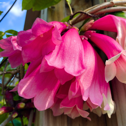 Tecomanthe Hillii (Island Creeper) Flowering Live Plant