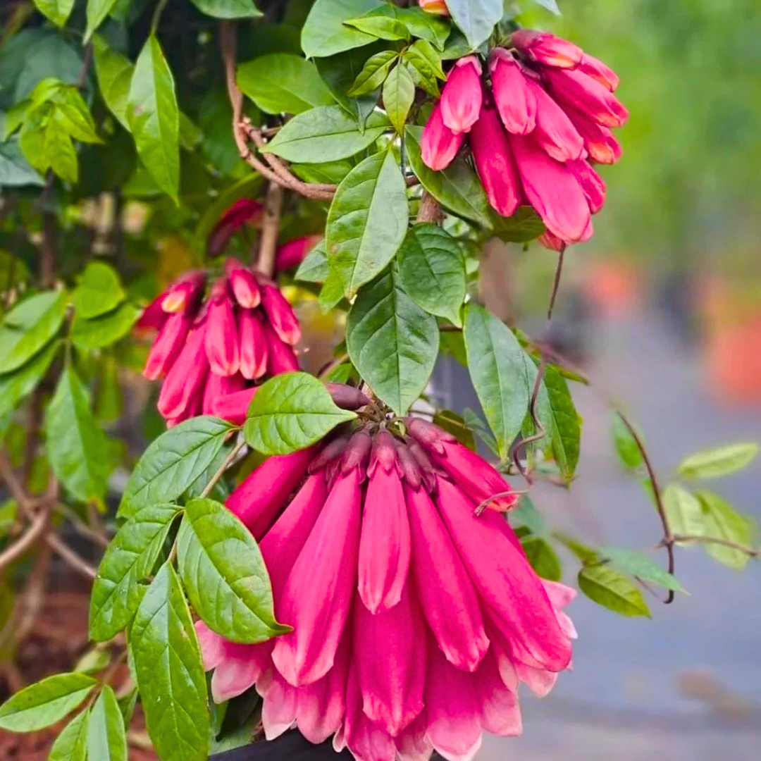 Tecomanthe Hillii (Island Creeper) Flowering Live Plant