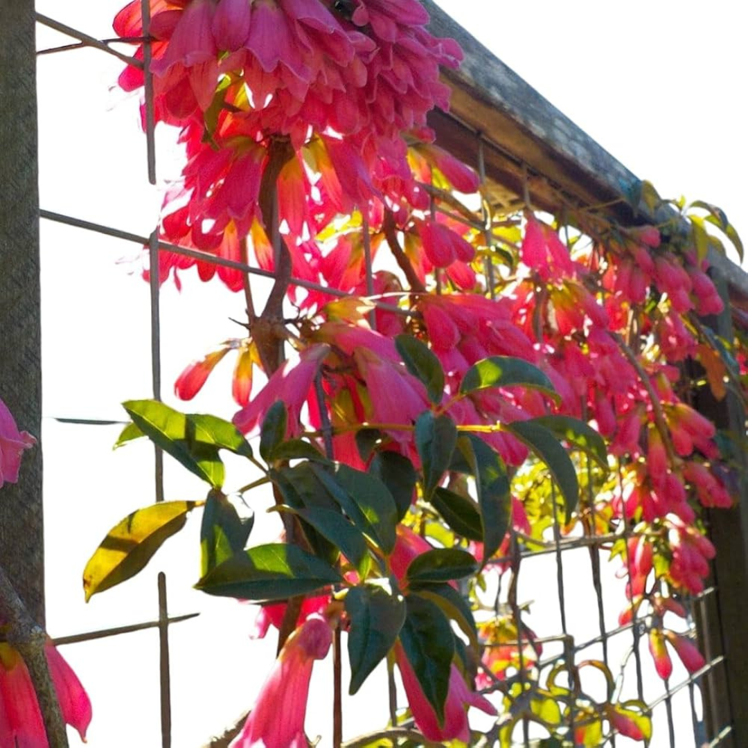 Tecomanthe Hillii (Island Creeper) Flowering Live Plant