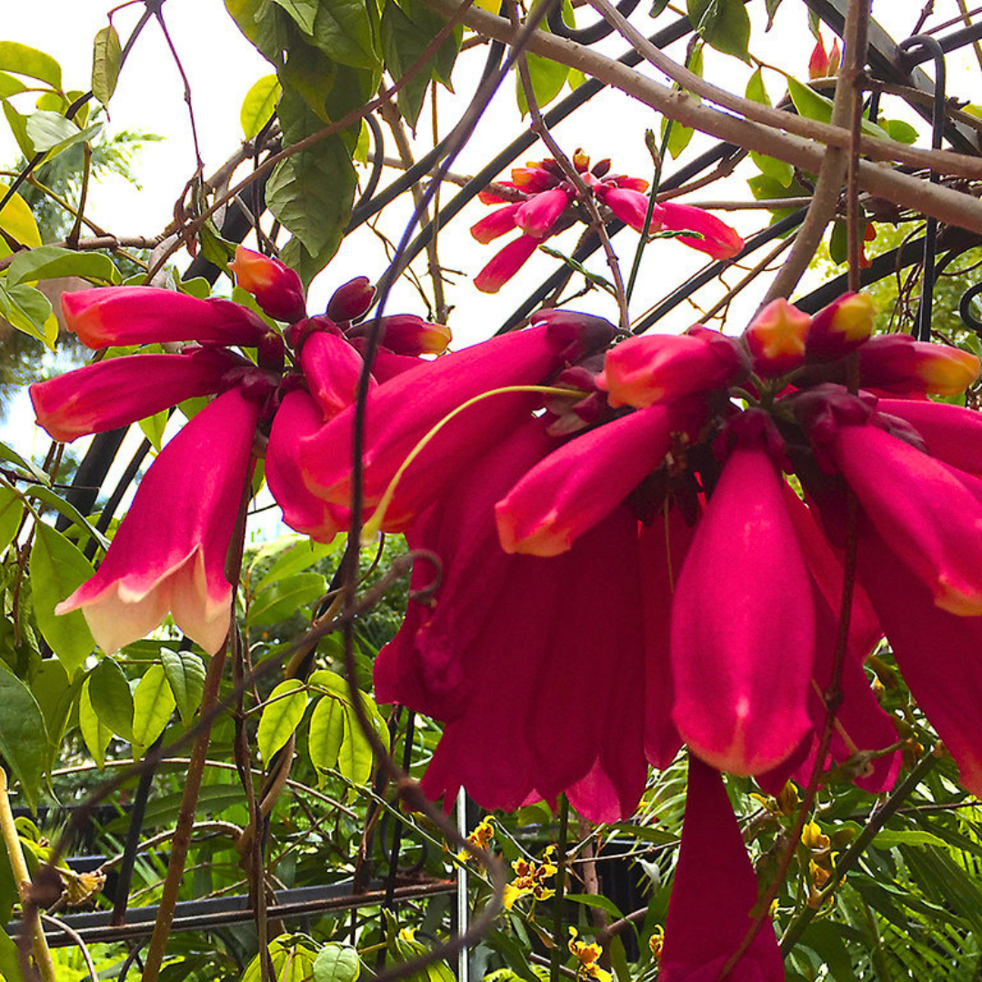 Tecomanthe Hillii (Island Creeper) Flowering Live Plant