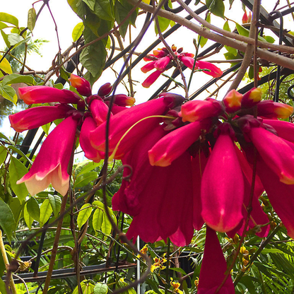 Tecomanthe Hillii (Island Creeper) Flowering Live Plant
