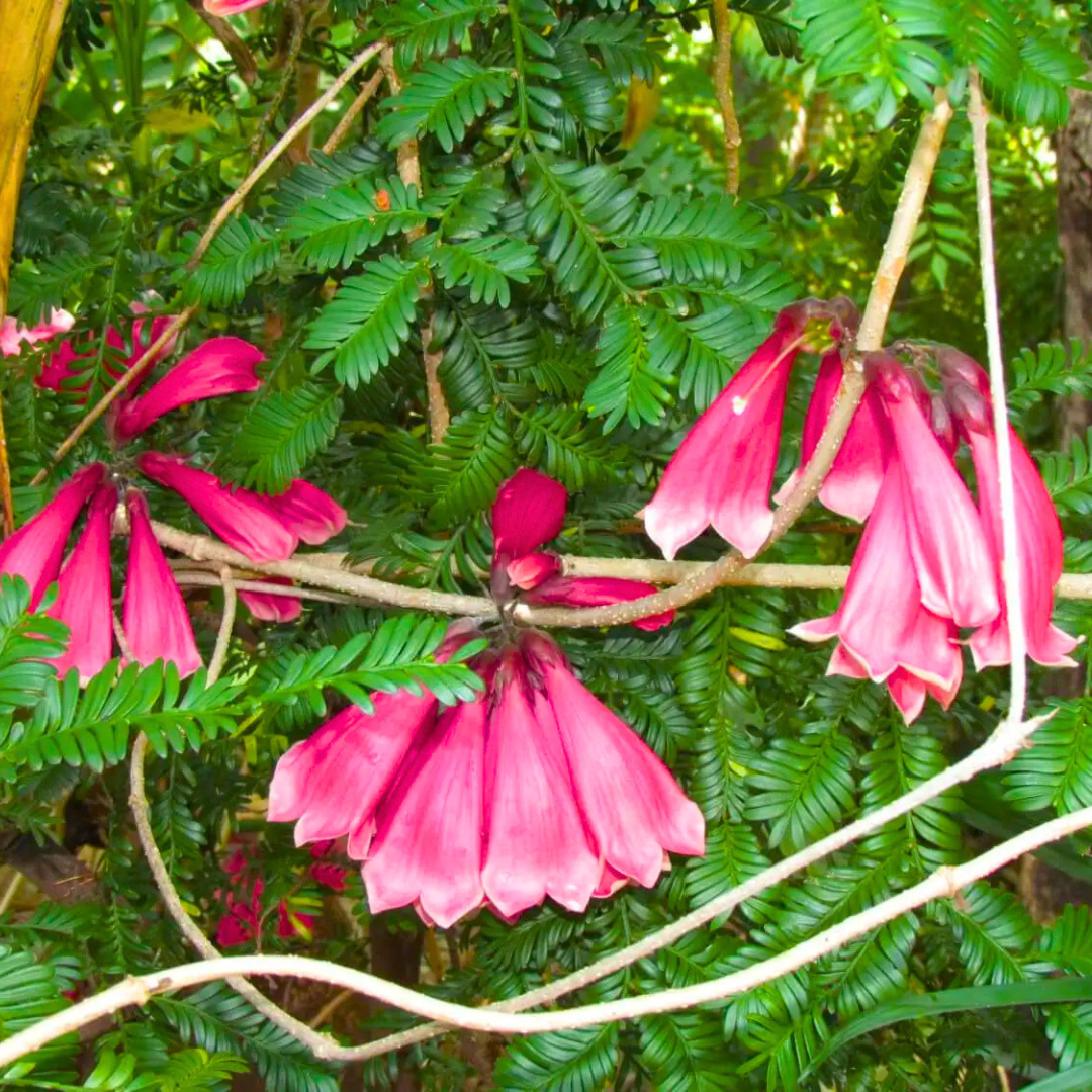Tecomanthe Hillii (Island Creeper) Flowering Live Plant