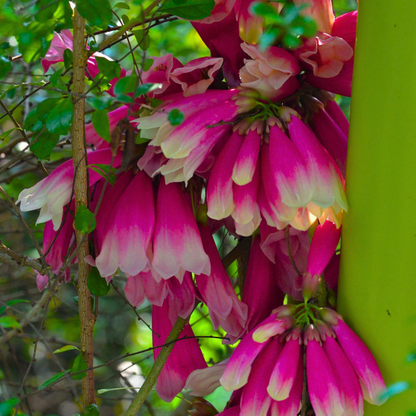 Tecomanthe Hillii (Island Creeper) Flowering Live Plant