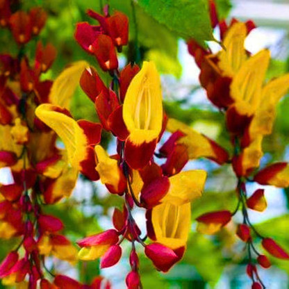Thunbergia mysorensis Rare Flowering Live Plant