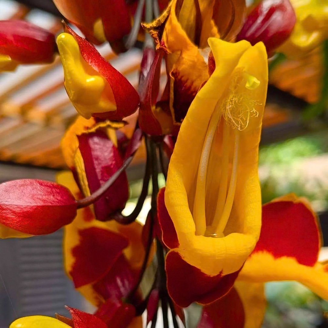 Thunbergia mysorensis Rare Flowering Live Plant