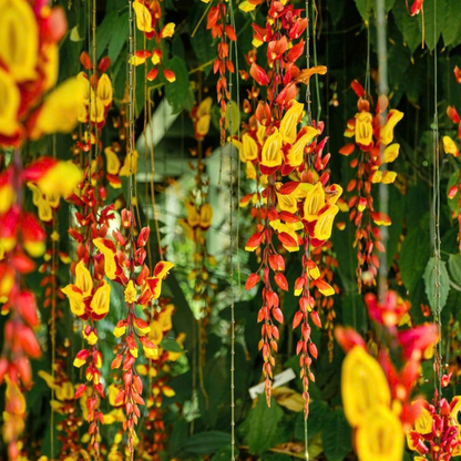 Thunbergia mysorensis Rare Flowering Live Plant
