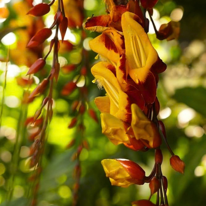 Thunbergia mysorensis Rare Flowering Live Plant