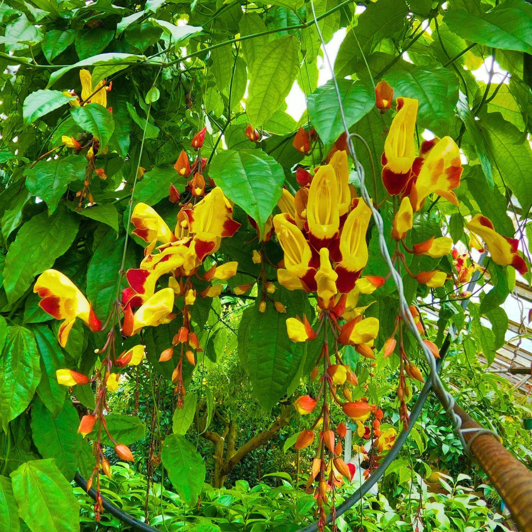 Thunbergia mysorensis Rare Flowering Live Plant