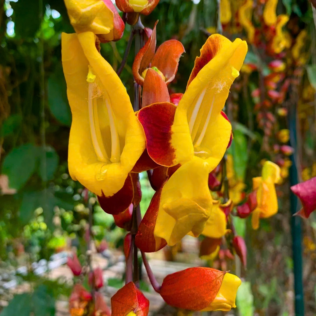 Thunbergia mysorensis Rare Flowering Live Plant