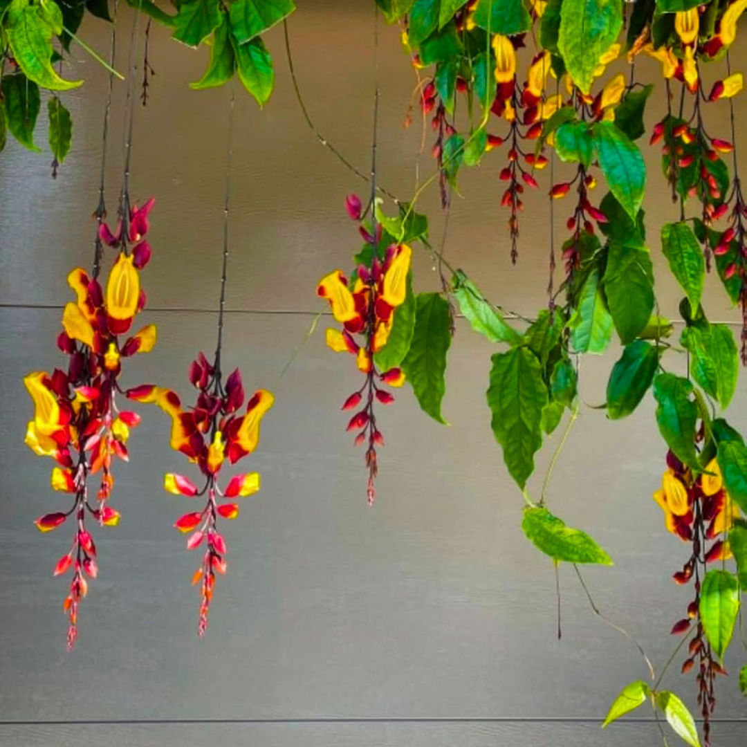 Thunbergia mysorensis Rare Flowering Live Plant