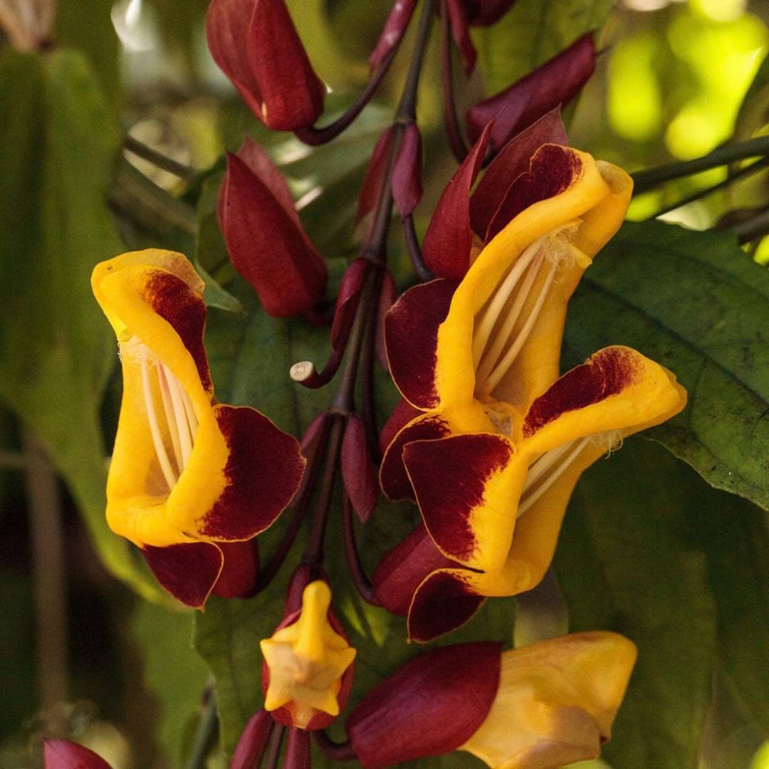 Thunbergia mysorensis Rare Flowering Live Plant