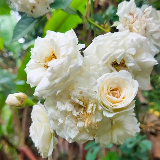 White Climbing Rose Live Plant with Fragrant White Flowers