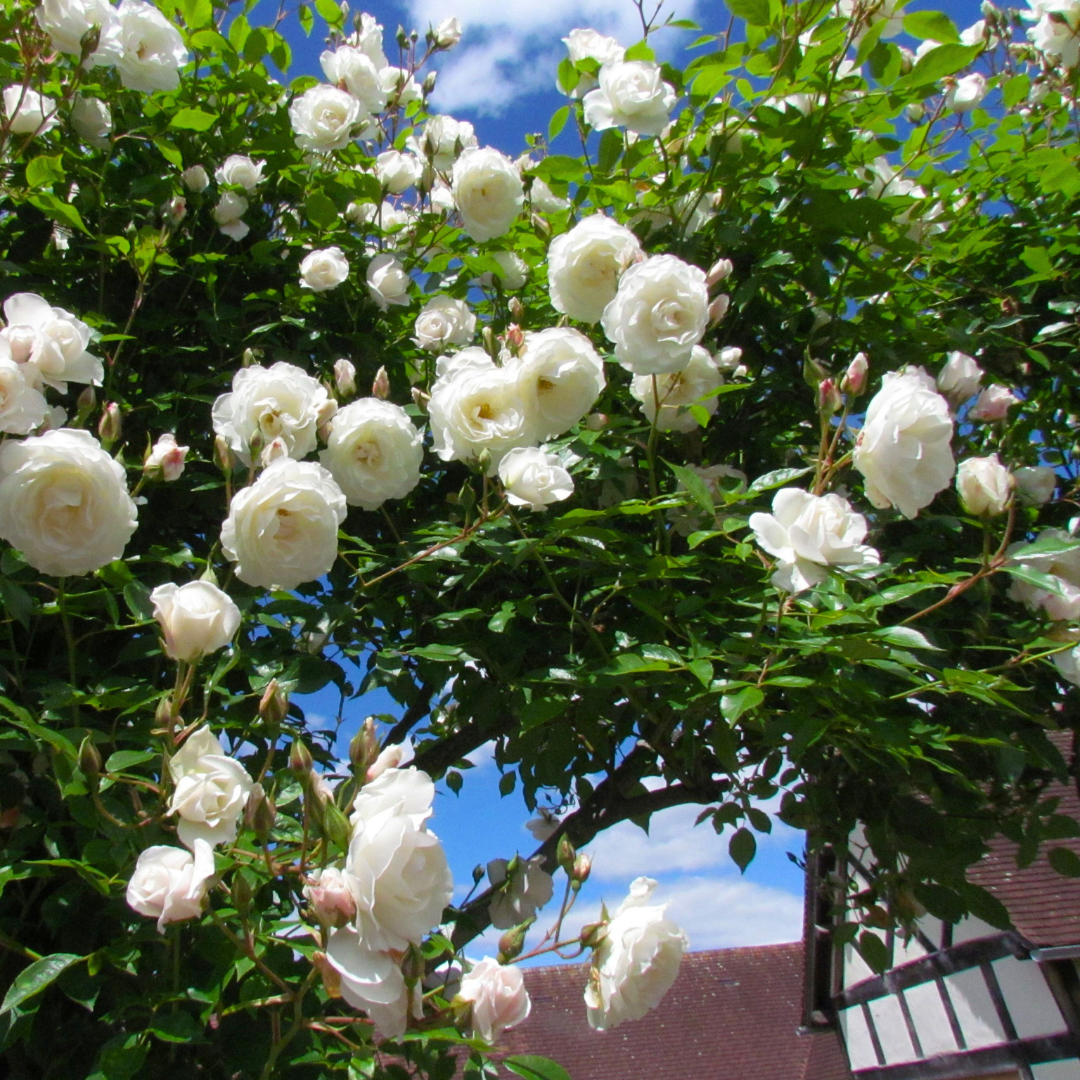 White Rose Creeper Plant for Pergola and Garden