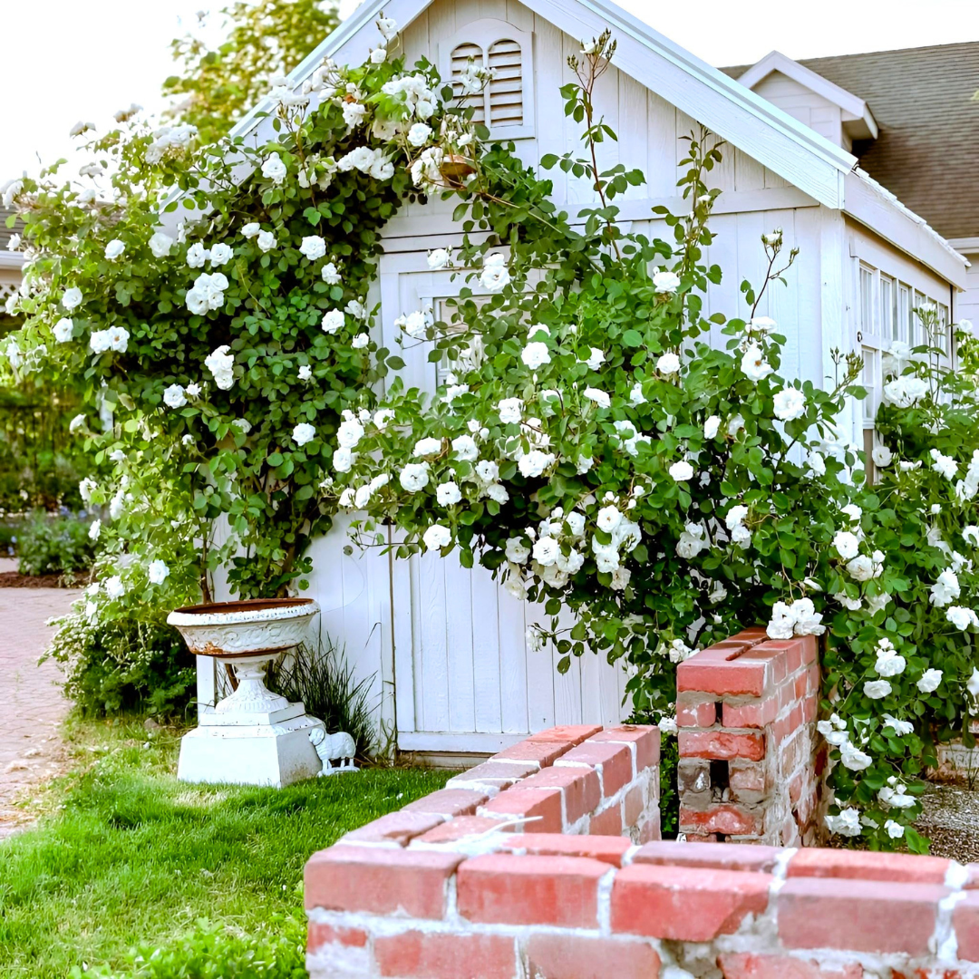 White Climbing Rose Flowering Vine Live Plant