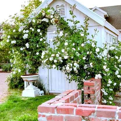 White Climbing Rose Flowering Vine Live Plant