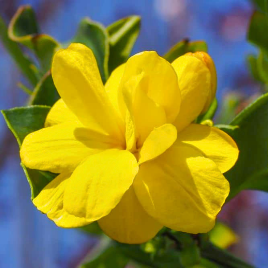 Yellow Jasmine Fragrant Rare Flowering Creeper Live Plant