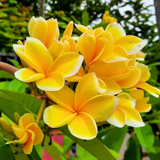 Yellow Plumeria (Frangipani) Live Plant