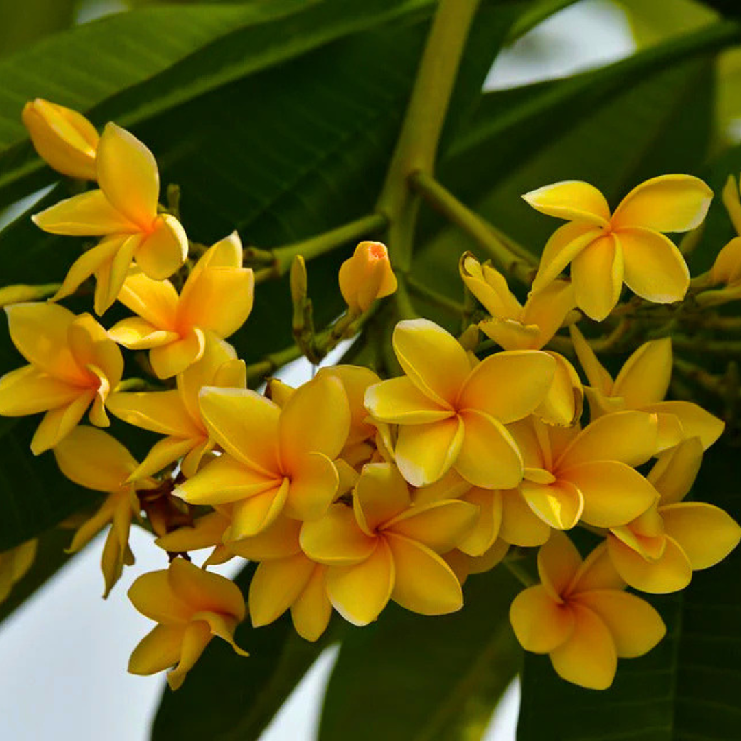 Yellow Plumeria (Frangipani) Live Plant