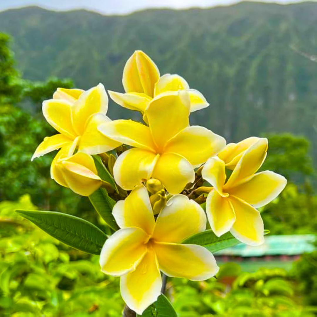 Yellow Plumeria (Frangipani) Live Plant