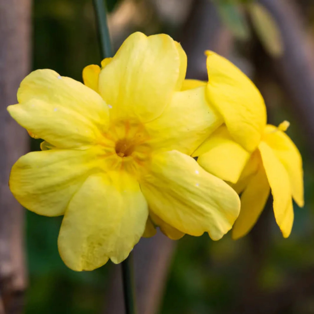 Yellow Jasmine Flowering Creeper Live Plant