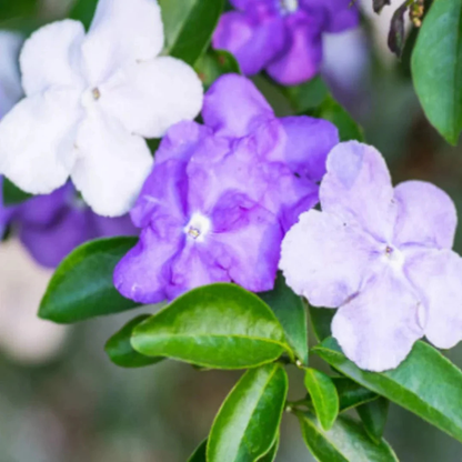 Yesterday Today Tomorrow color changing flowering plant