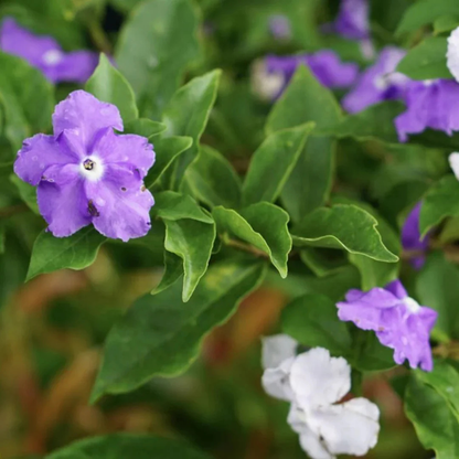 Yesterday Today Tomorrow color changing flowering plant